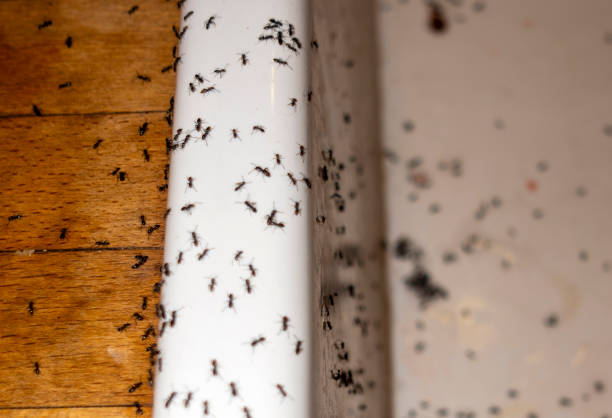 Best Pest Inspection Near Me  in Goddard, KS