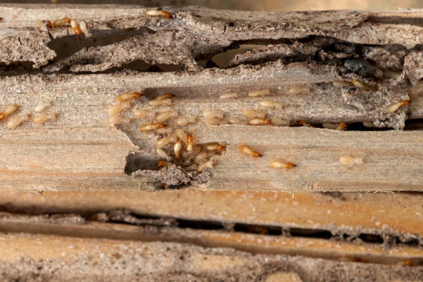 Best Pest Inspection Near Me  in Goddard, KS